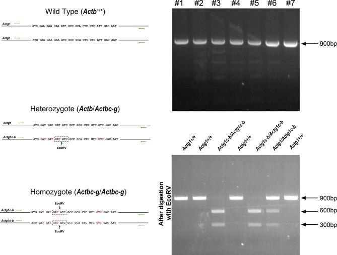 Figure 2—figure supplement 3.