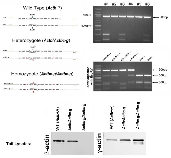 Figure 1—figure supplement 1.