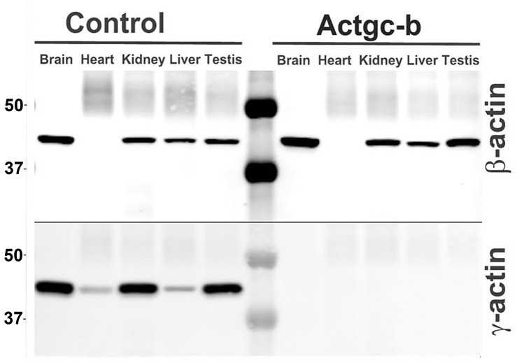 Figure 2—figure supplement 5.