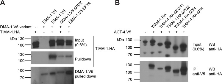 Figure 5—figure supplement 2.