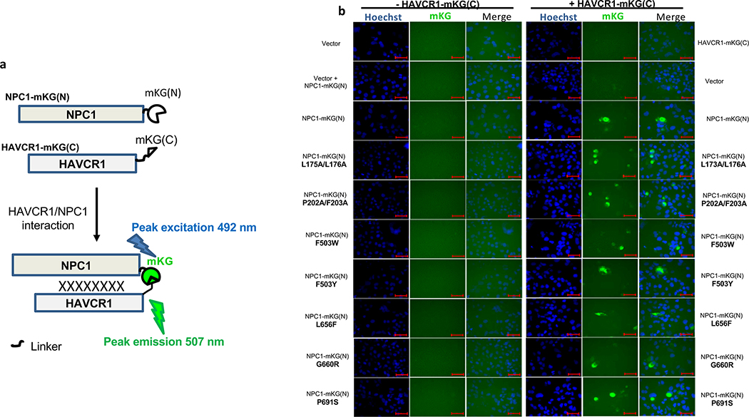 Extended Data Fig. 6