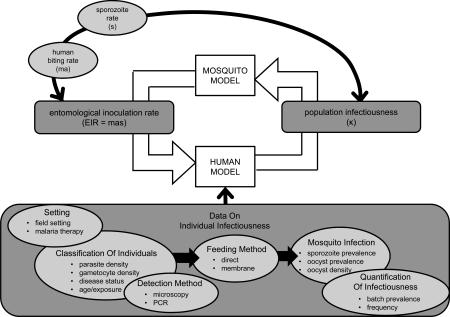 Box 1. Integrating data within models of malaria transmission dynamics