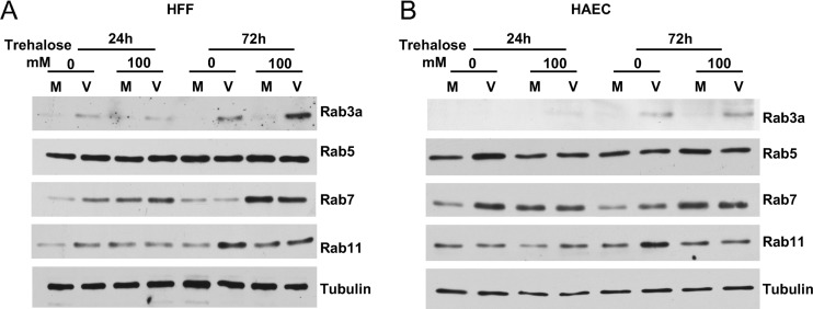 FIG 16