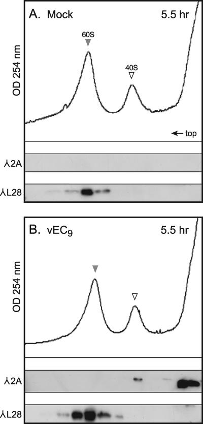 FIG. 5.