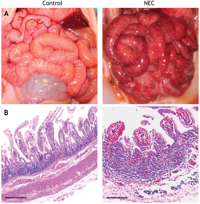 Fig. 4.