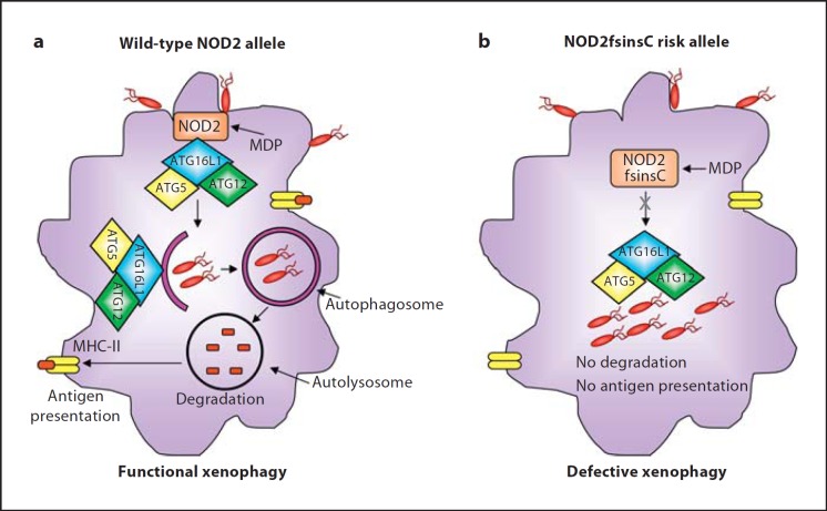 Fig. 2