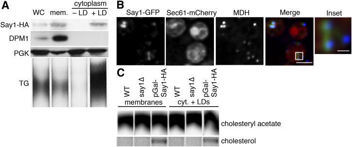 Fig. 6.