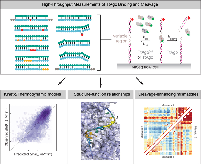 graphic file with name nihms-1790112-f0007.jpg