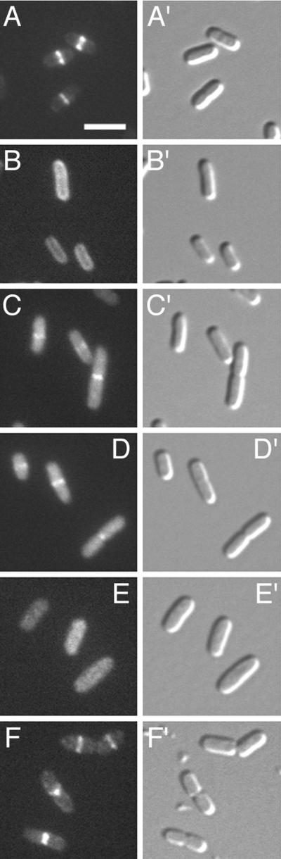 FIG. 7