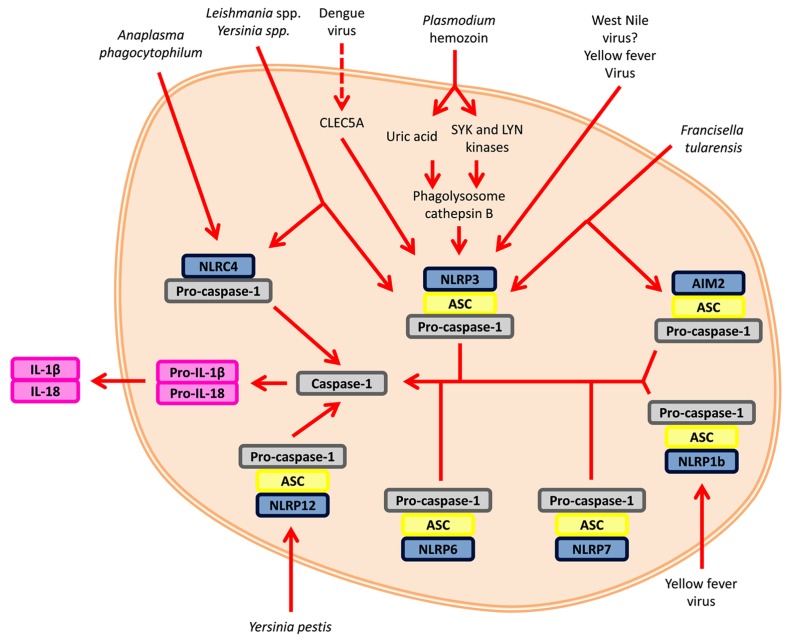 FIGURE 2