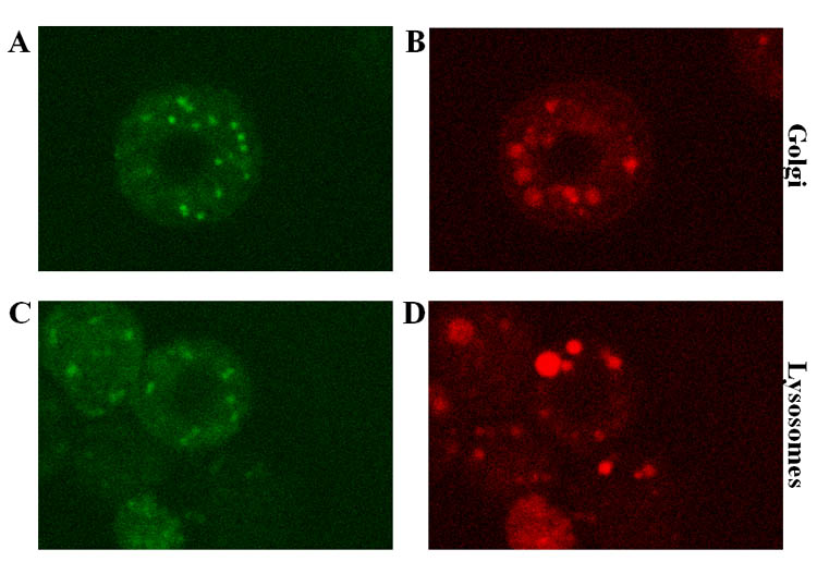 Fig. 11