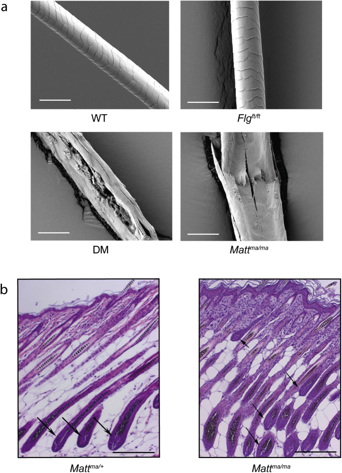 Fig E7