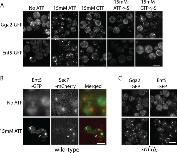 FIGURE 6: