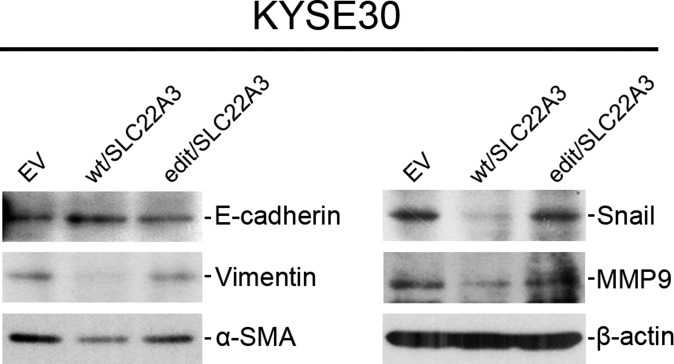 Fig. S7.