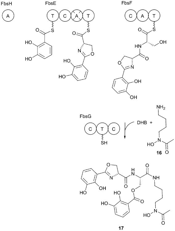 Fig. 8