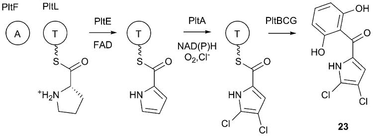 Fig. 12