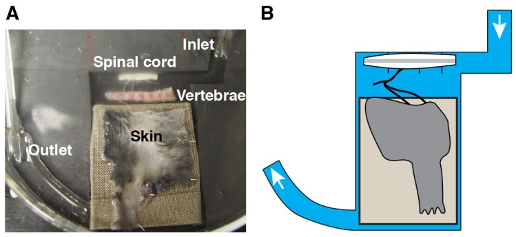 Figure 1—figure supplement 1.