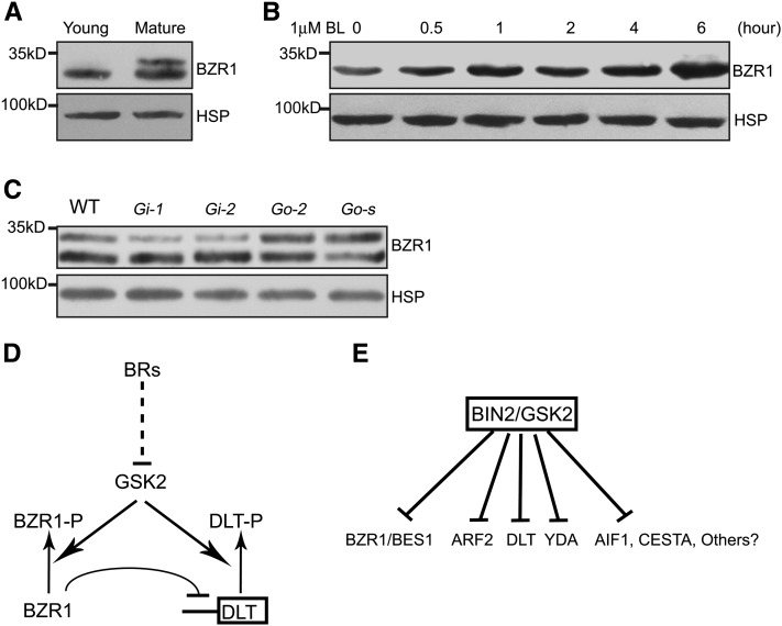 Figure 9.