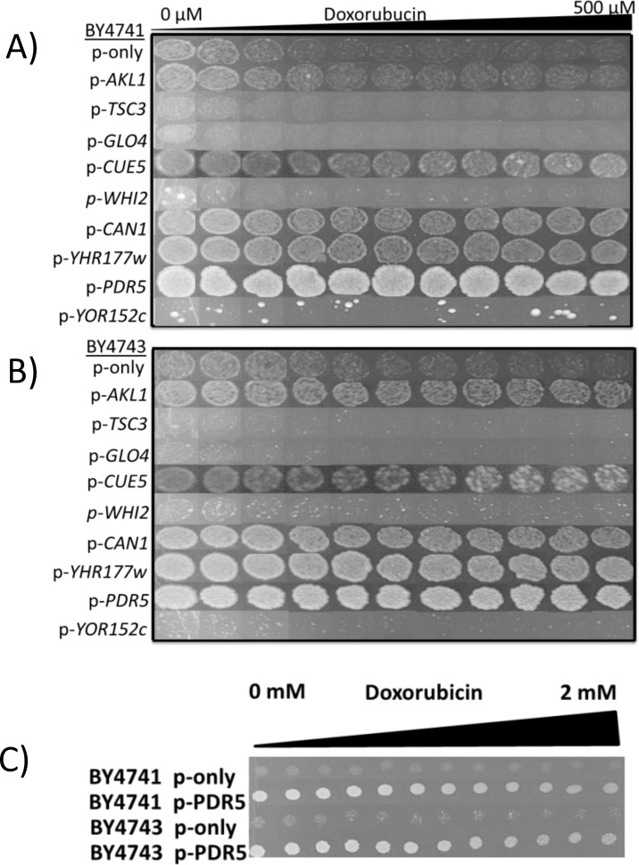 Fig 2