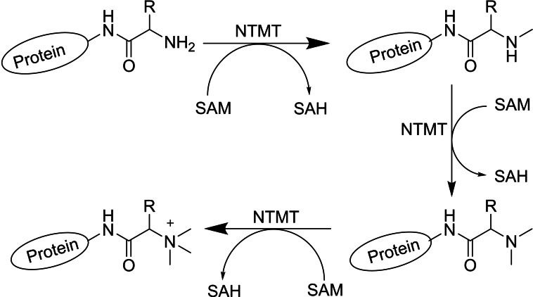 Scheme 2