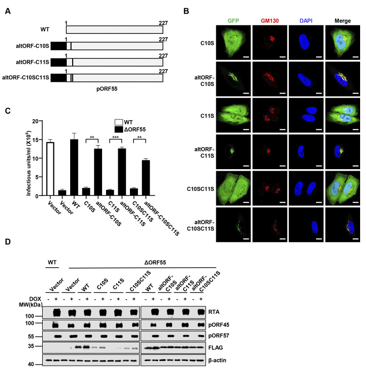 Fig 6