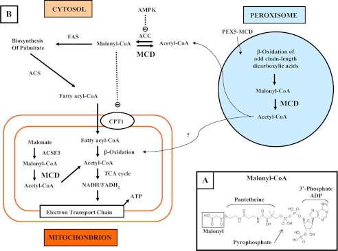 FIGURE 1.