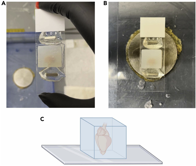 Figure 1