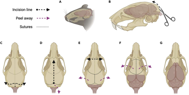 Figure 5