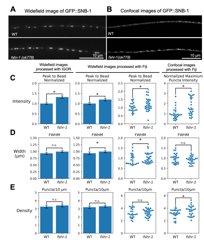 Figure 1. Comparison of analyses of widefield and confocal images of GFP::SNB-1 using Igor and Fiji.