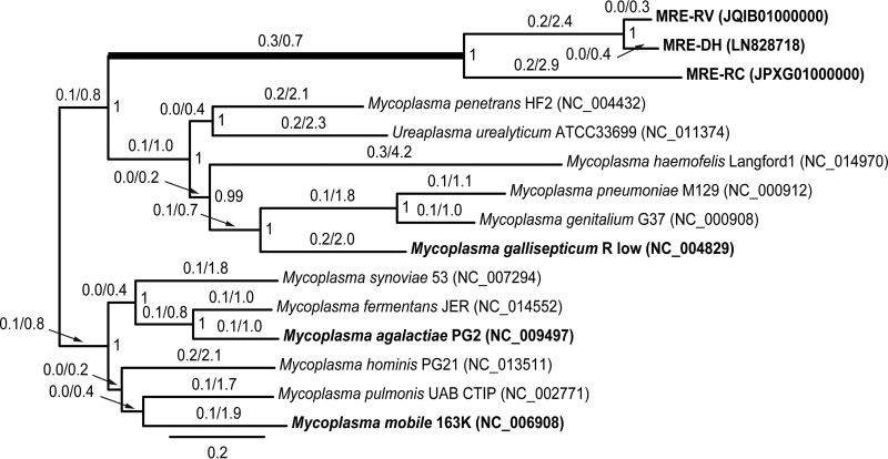 FIG 1 