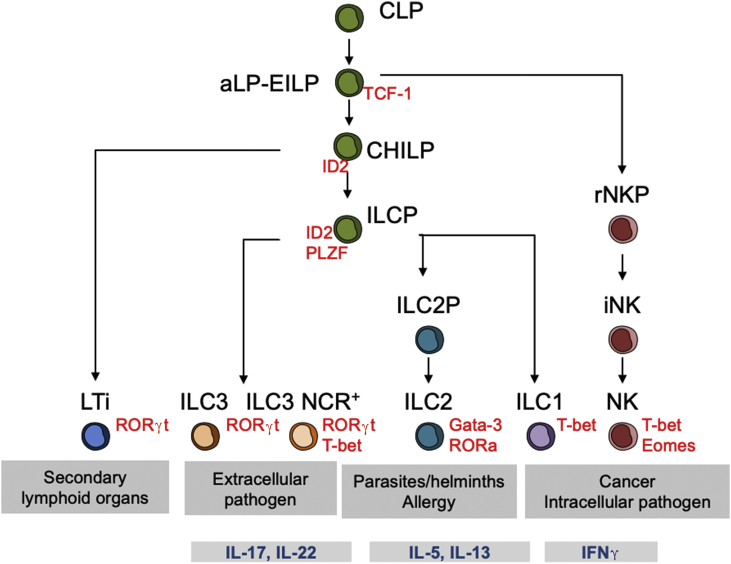 Fig. 1