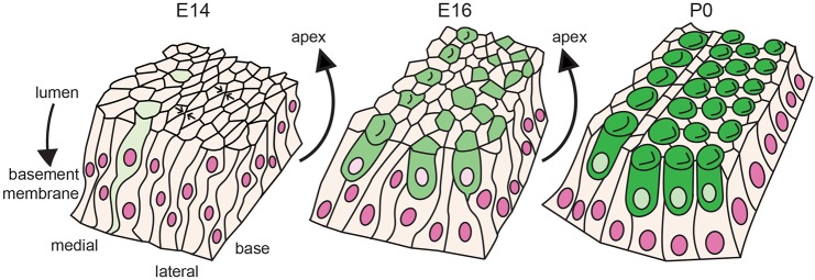 Fig. 6.