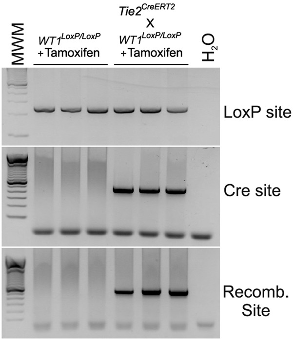 Fig. S5.