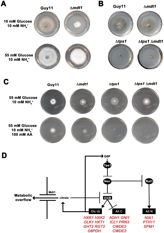 Figure 13