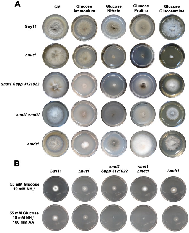 Figure 10