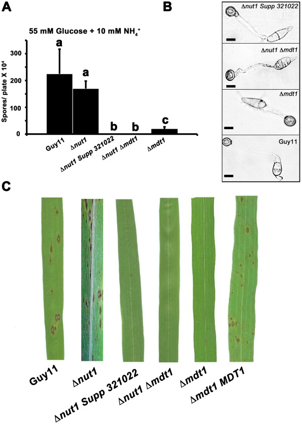 Figure 11