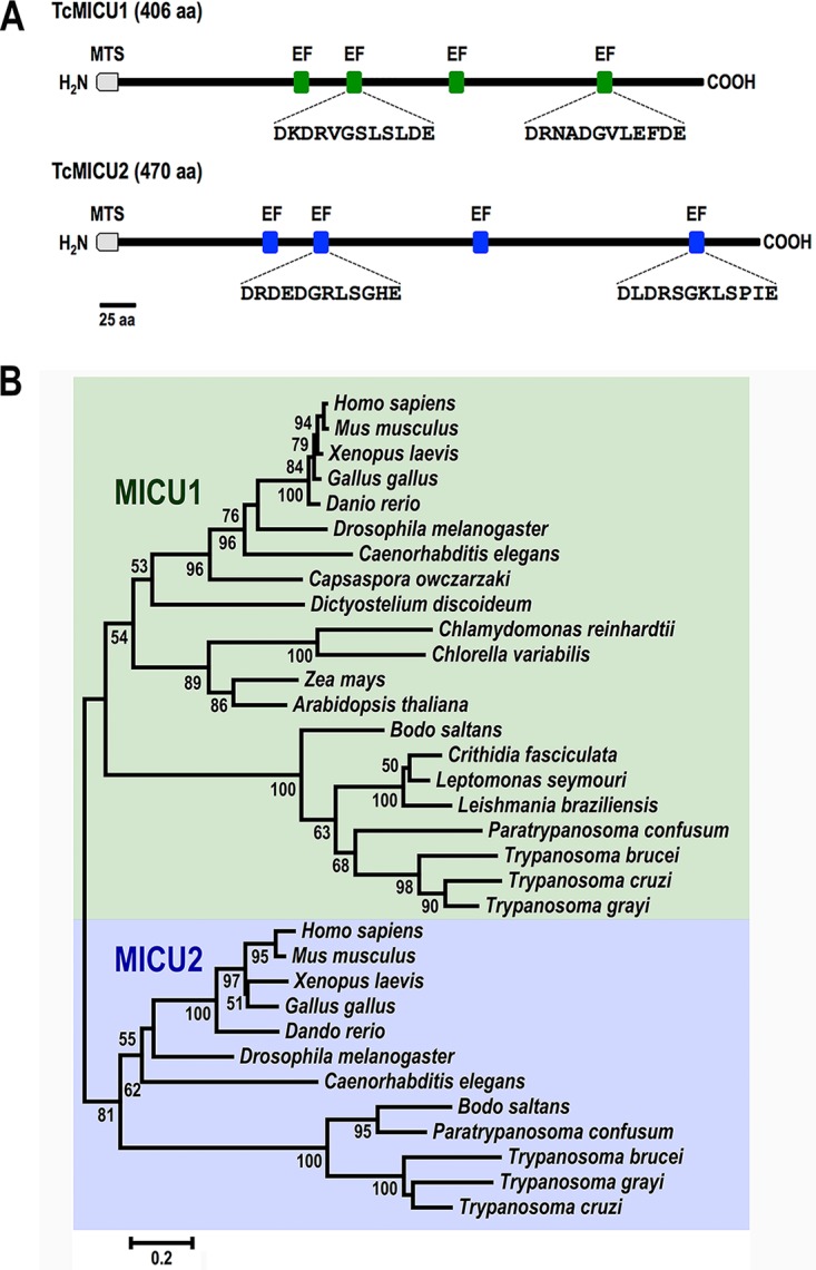 FIG 1