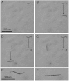 Fig. 5.