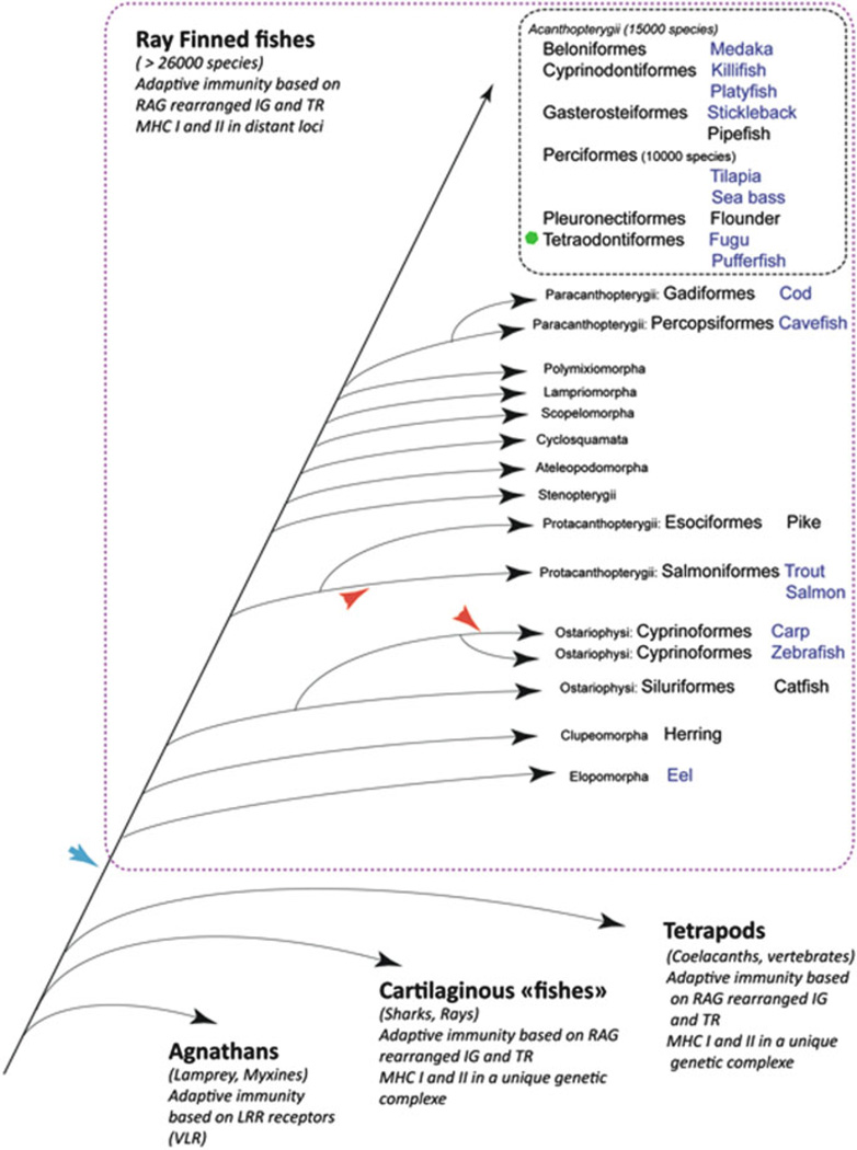 Unique Features of Fish Immune Repertoires: Particularities of Adaptive ...