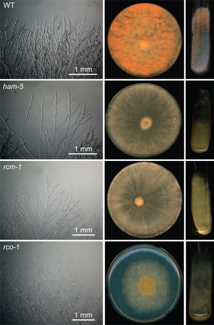 Fig. 3.