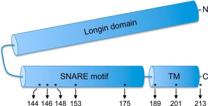 FIGURE 1.