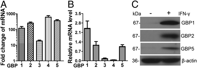 Fig. 3.