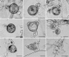 Fig. 3