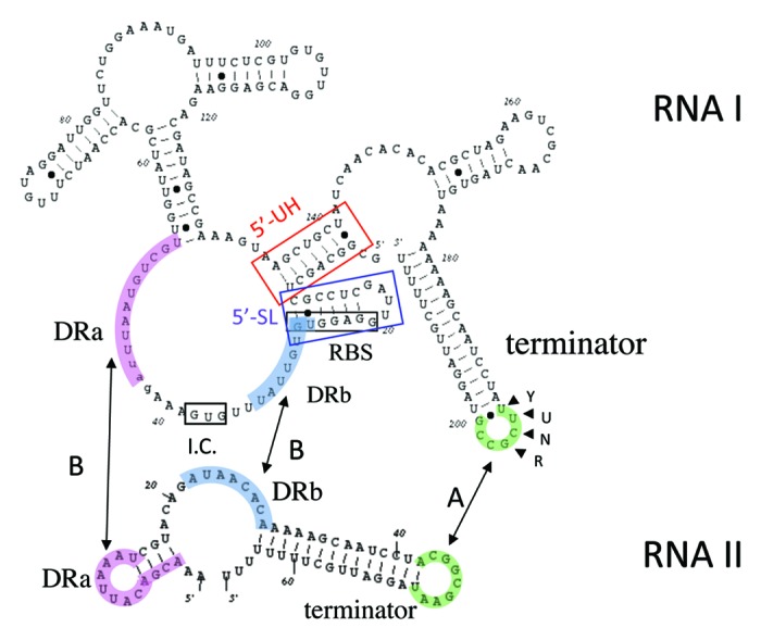 graphic file with name rna-9-1498-g2.jpg