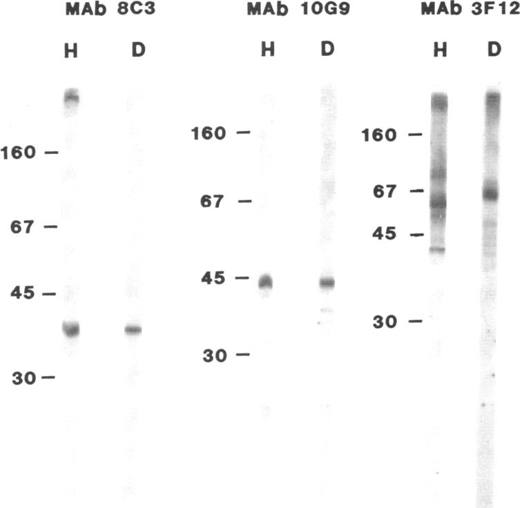 graphic file with name pnas00650-0278-a.jpg