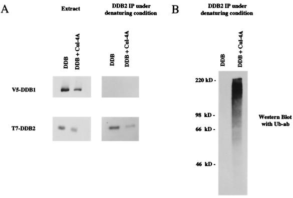 FIG. 7