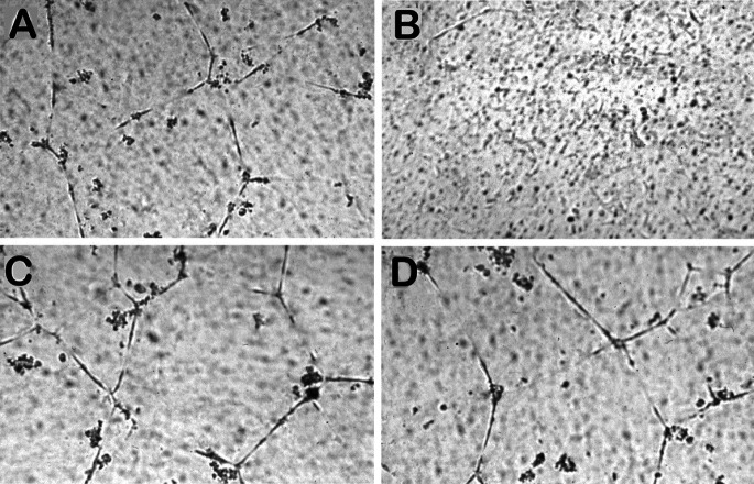 Fig. 1A–D