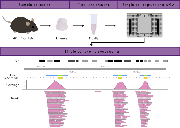 Figure 1