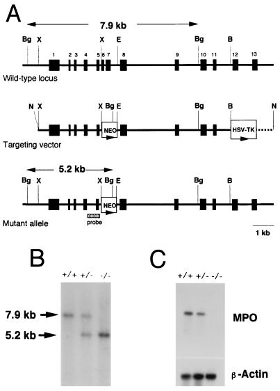 FIG. 1