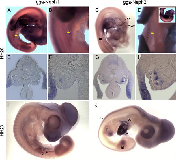 Fig. 6